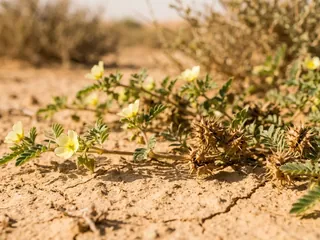 Tribulus terrestris plant